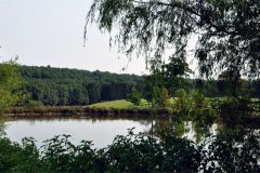 real-paysage-etang-21