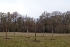 plantation-arbres-darras-01