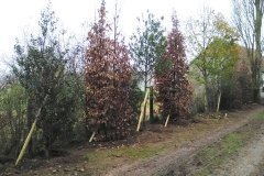 plantation-arbre-05