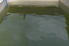 renovation-piscine-01-01